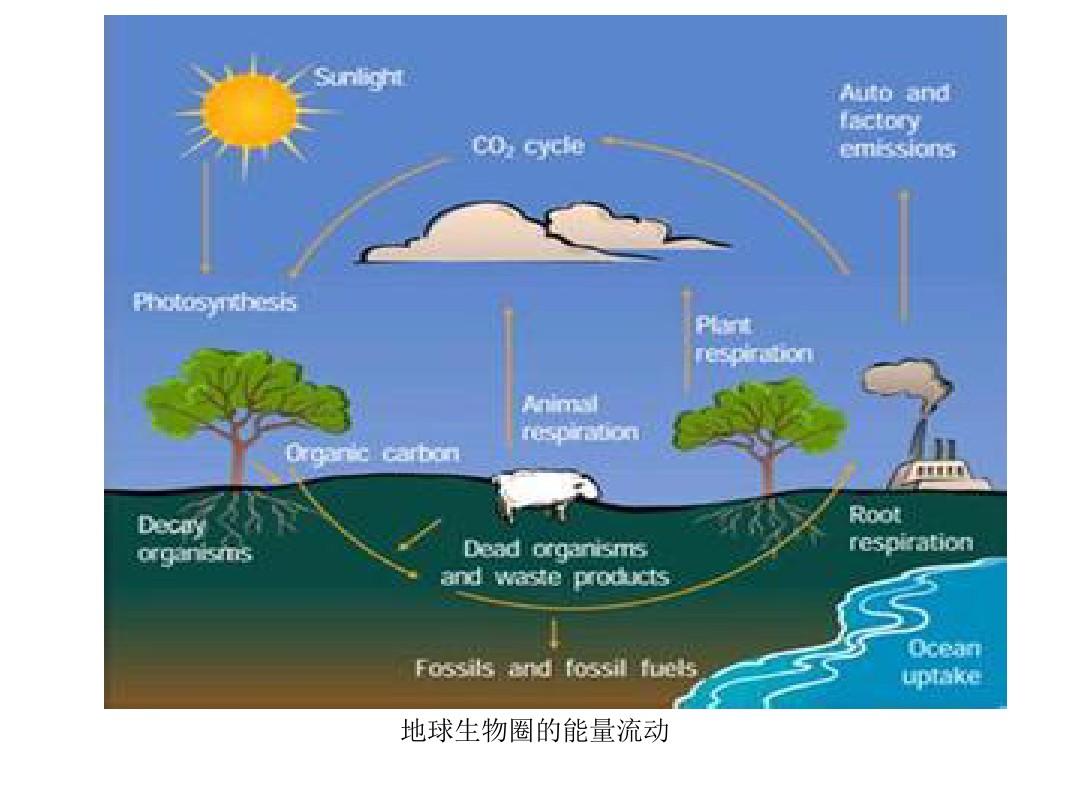 它是指生态系统中的能量从较低营养级