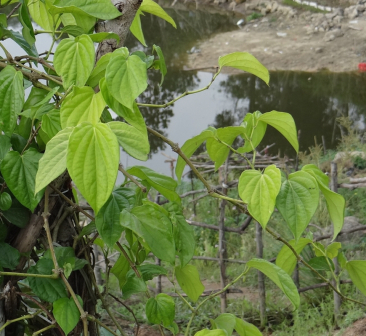 蒌叶（胡椒科胡椒属植物）_百度百科