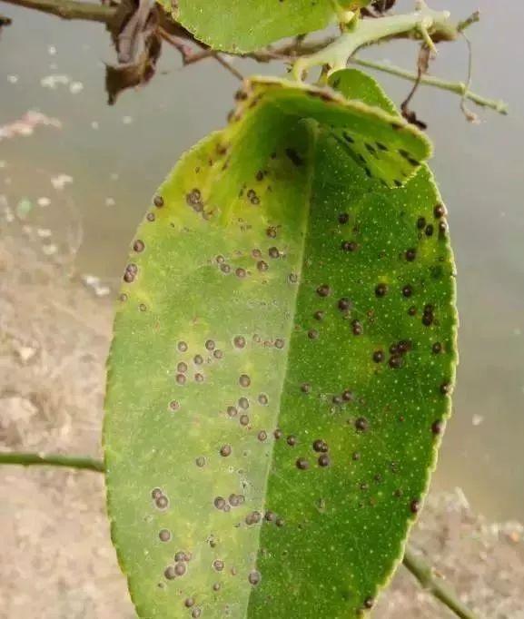 中华圆蚧蚜小蜂