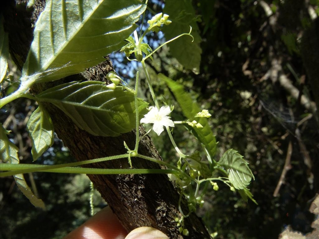 zheng)是葫芦科,雪胆属多年生攀援 a target="_blank" href="/item