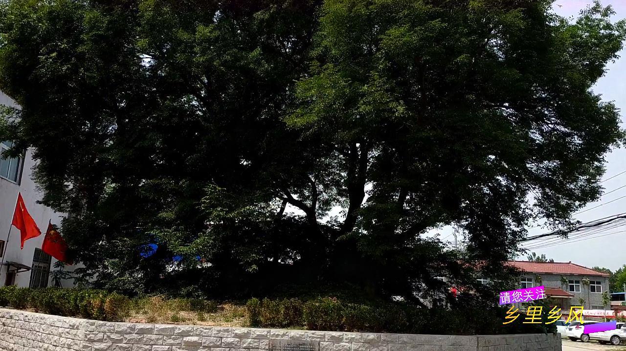 狗脊骨树你听说过吗？它是世界上唯一的一棵，堪称“天然的盆景”_科星球_百度百科