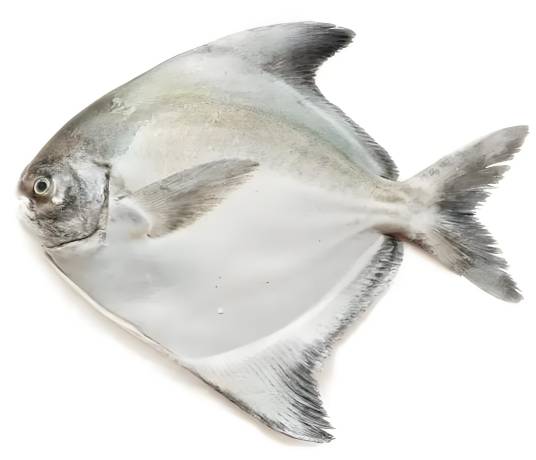 燕乌鲳_百度百科