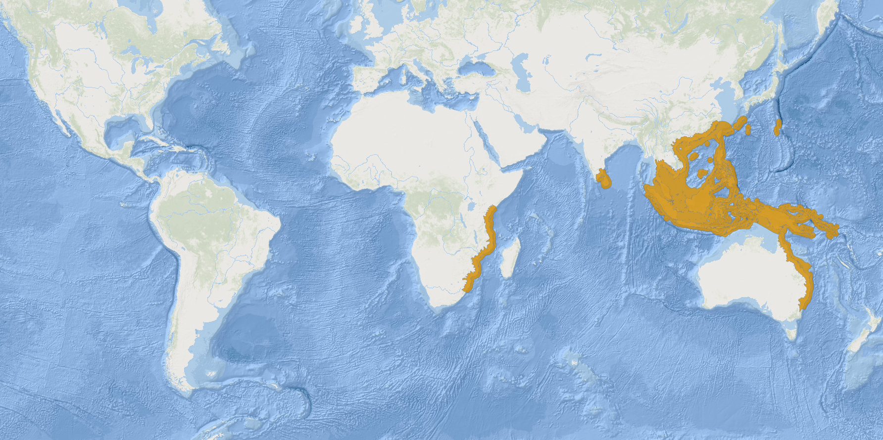 p>低海龙(学名: i>hippichthys heptagonus /i>)是海龙科,海龙属的一