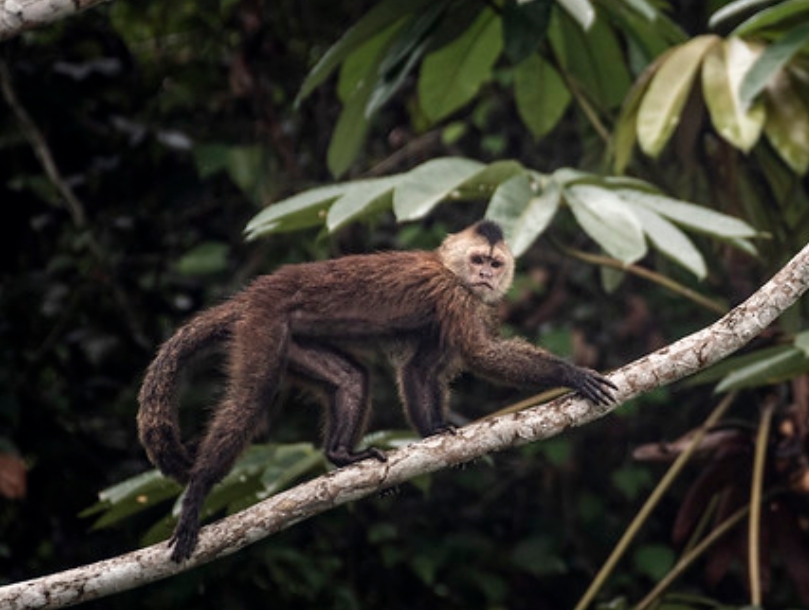  p>黑带卷尾猴(学名: i>cebus olivaceus /i>):是卷尾猴科,卷尾猴属的