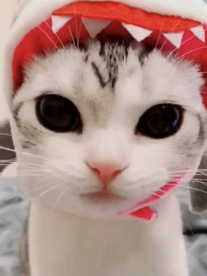  p>河卜卜的momo酱,网络红人,小红书宠物类自媒体创作者,小红书号为h