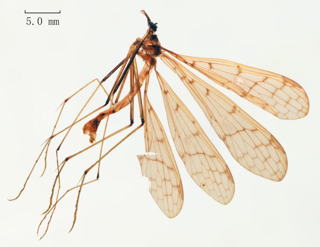  p>浙江蚊蝎蛉(学名: i>bittacus zhejiangensis /i>)是蚊蝎蛉科,蚊