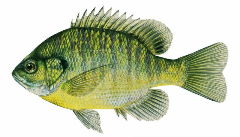  p>蓝鳃太阳鱼(学名: i>lepomis macrochirus /i>)是太阳鱼科,太阳鱼