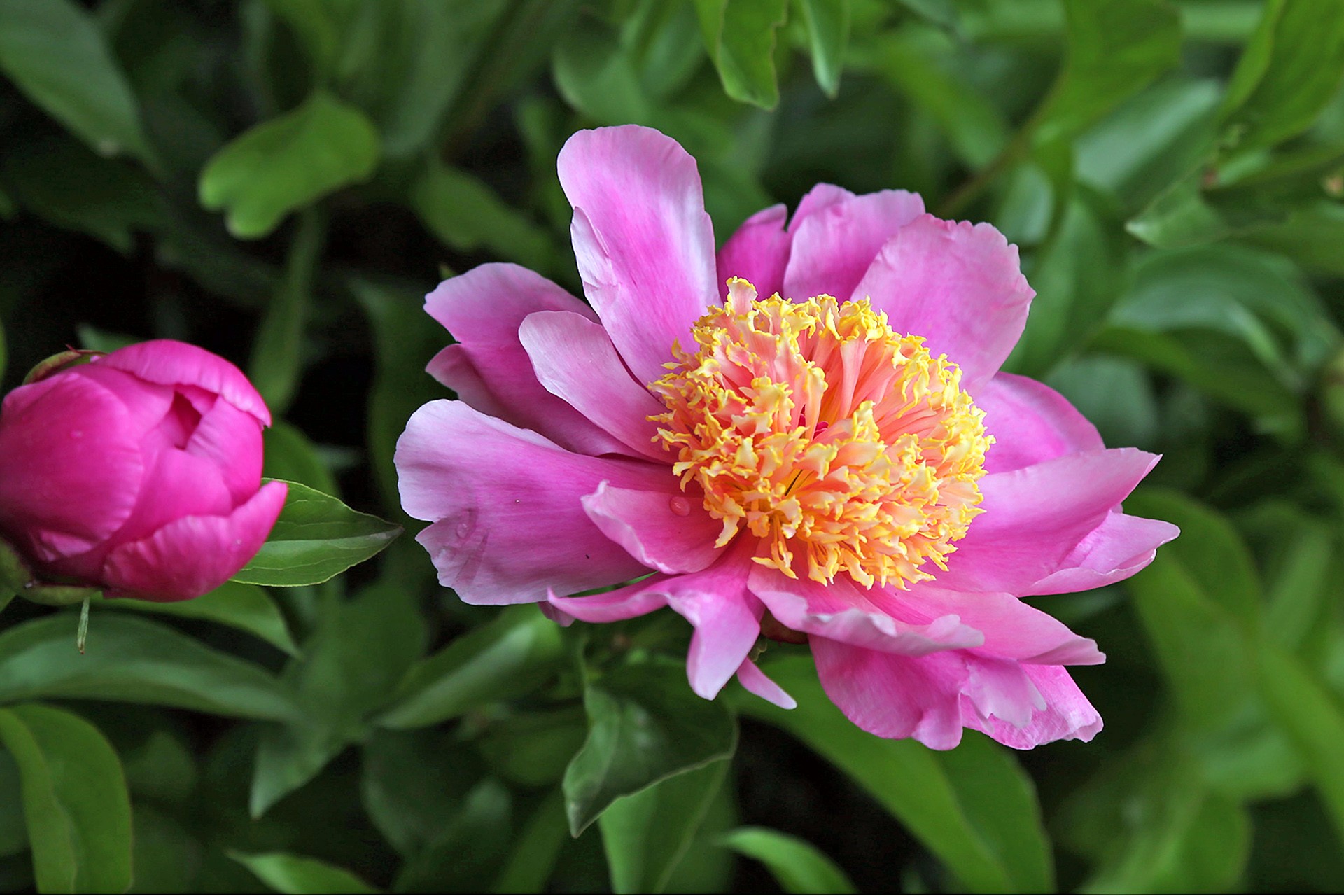  p>芍药(学名: i>paeonia lactiflora /i> pall.