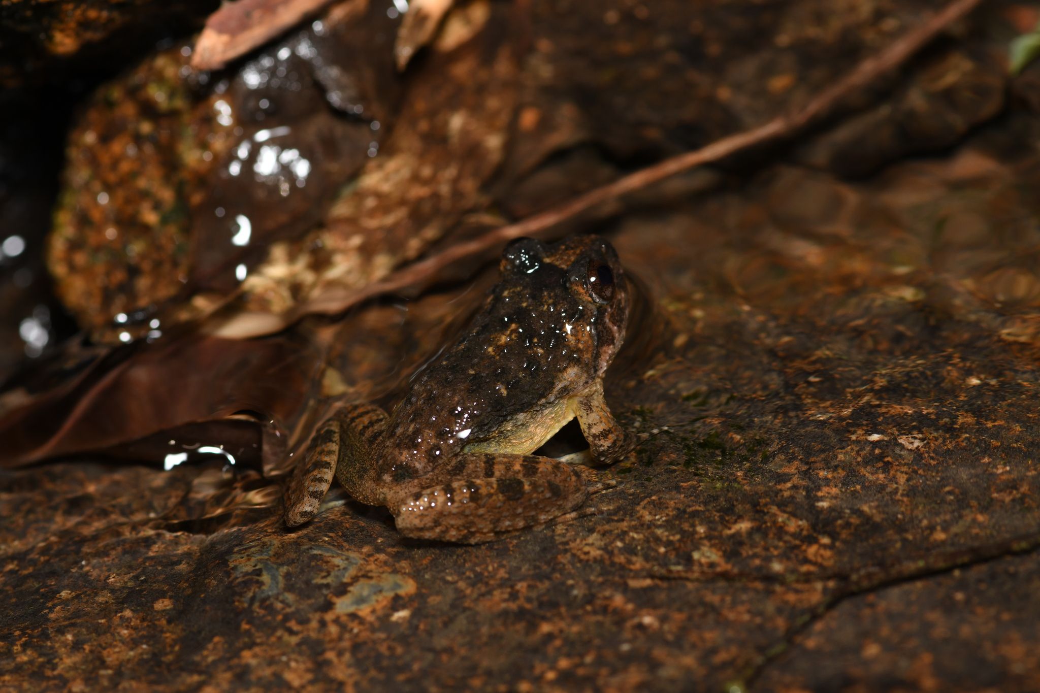 rana exilispinosa