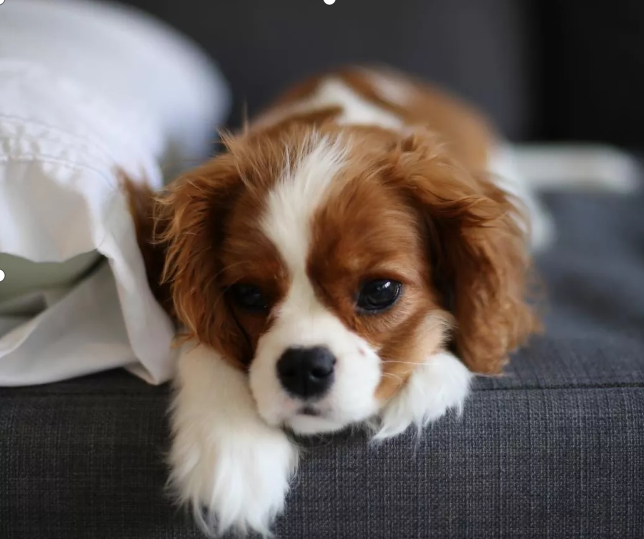 可卡犬：英式美式傻傻分不清_百科TA说