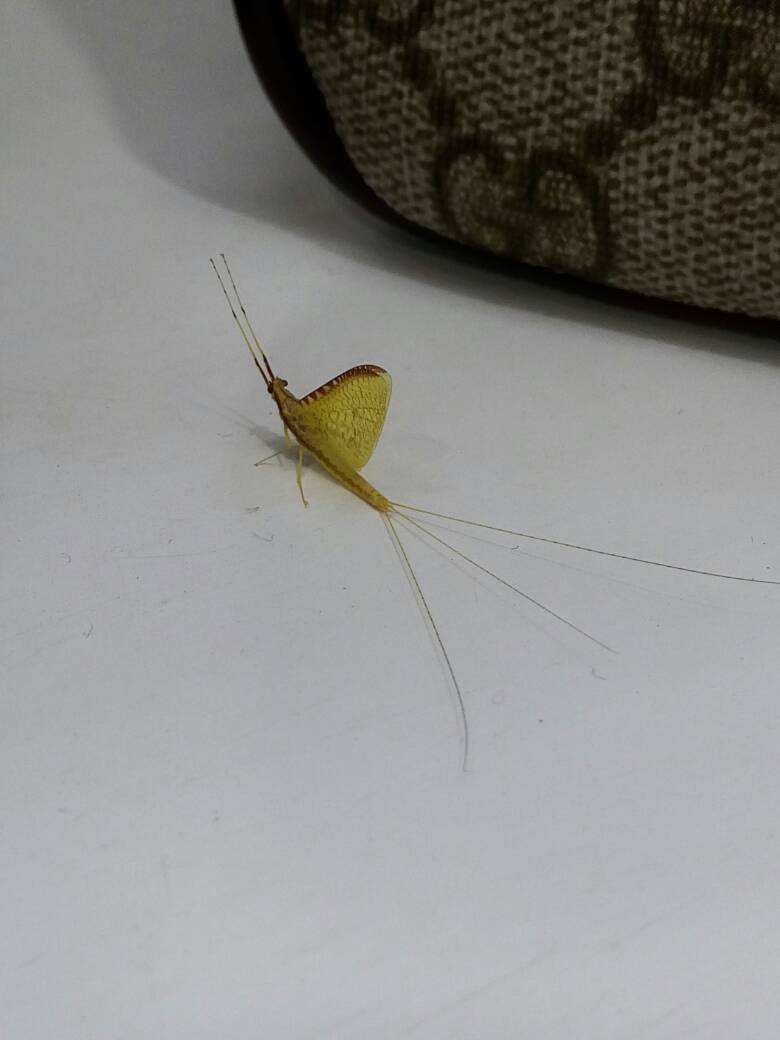  p>缨尾目(学名thysanura)指的是 a target="_blank" href="/item