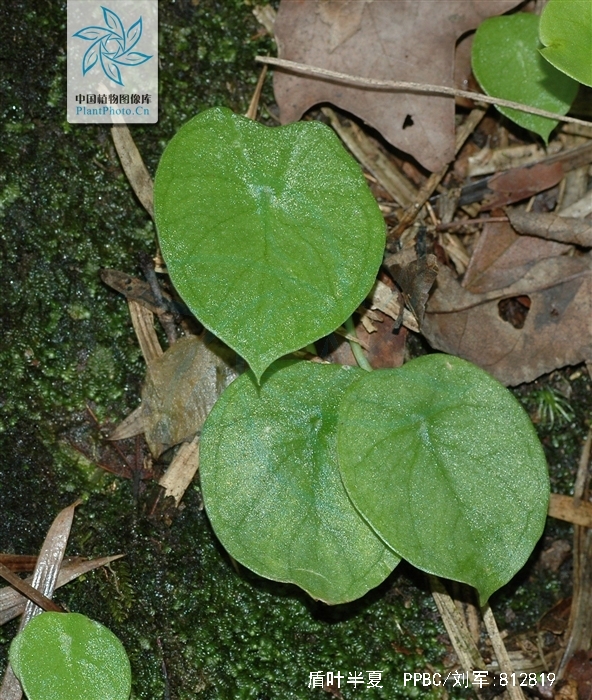  p> a target="_blank" href="/item/盾叶">盾叶 /a> a target="