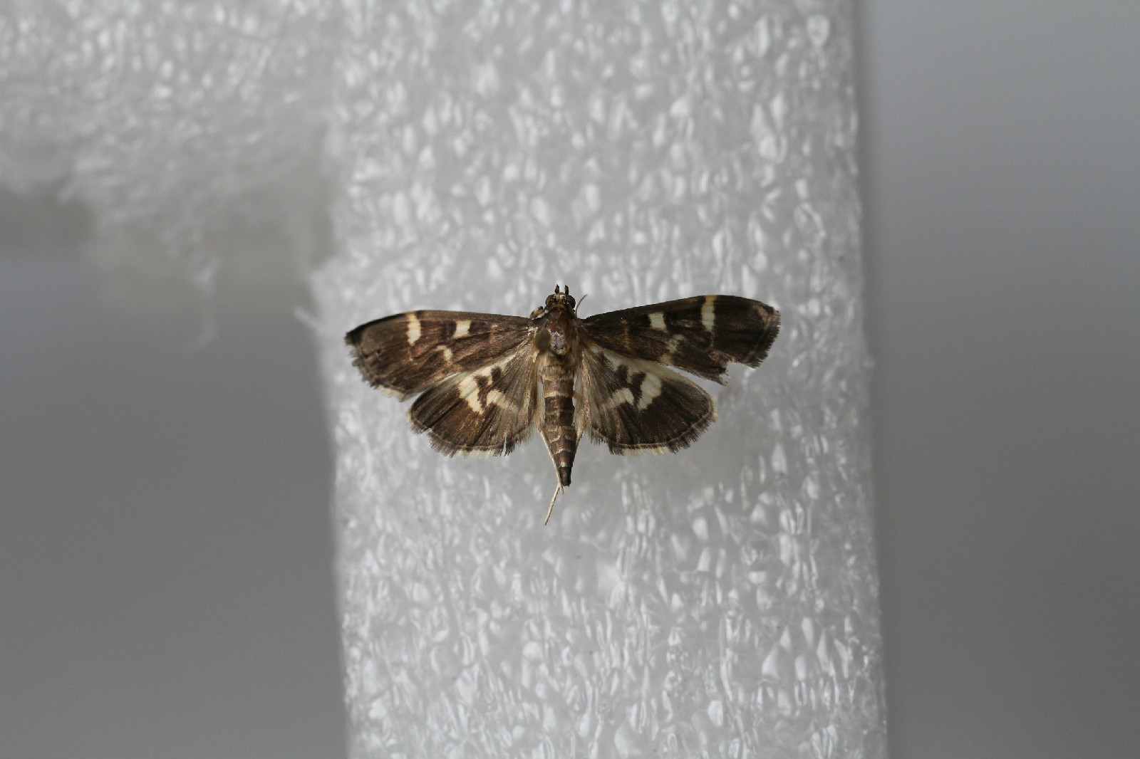  p>葡萄切叶野螟是 a target="_blank" href="/item/螟蛾科/6244151"