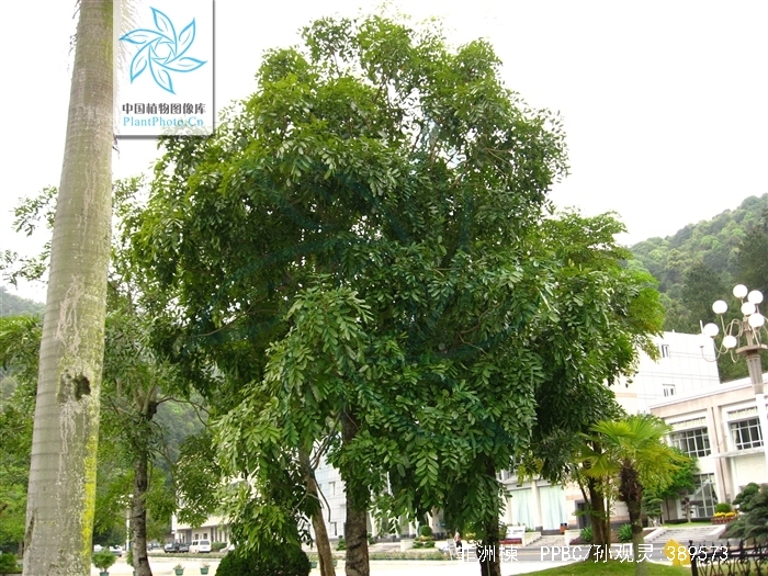  p>非洲楝(学名: i>khaya senegalensis /i> (desr.) a. juss.