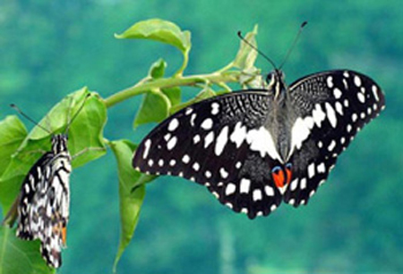  p>达摩凤蝶(papilio demoleus linnaeus蝴蝶)是一种常见的分布广泛的