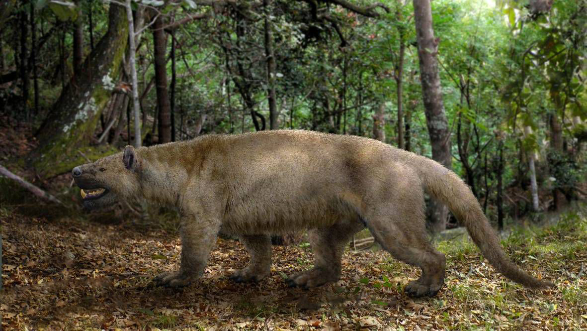  p>裂肉兽是属于牛鬣兽目,牛鬣兽科的一种动物.