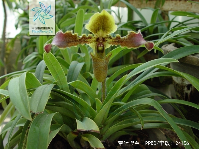  p>带叶兜兰(学名: i>paphiopedilum hirsutissimum /i> (lindl.