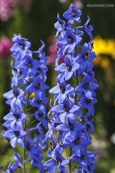 target="_blank" href="/item/毛茛科">毛茛科 /a>飞燕草属植物,别名