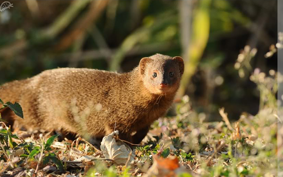  p>红颊獴(拉丁学名: i>herpestes javanicus /i>)又叫斑点獴,赤面獴
