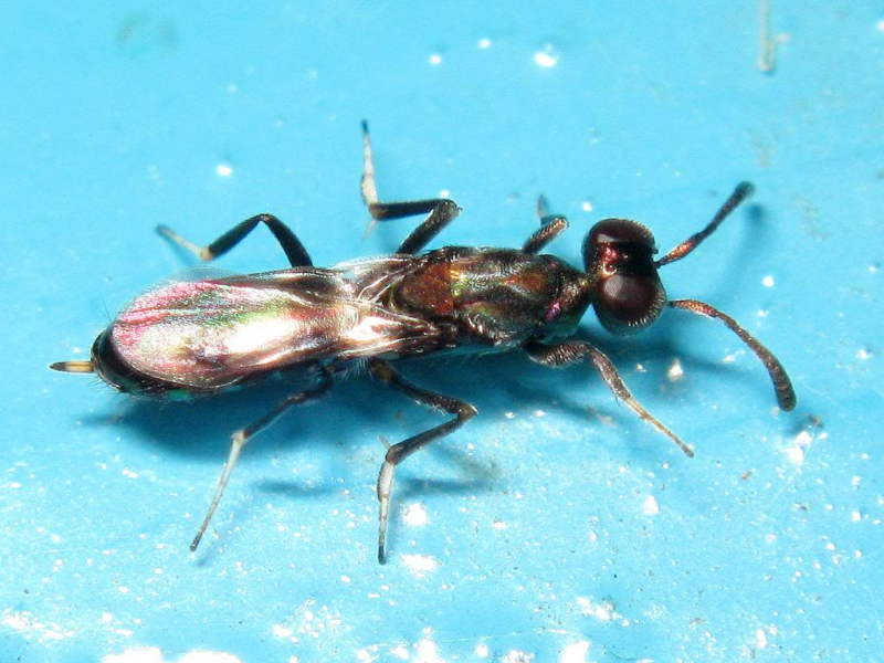  p data-id="gnbc3lq3cx">平腹小蜂属于旋小蜂科中的平腹小蜂属,包括