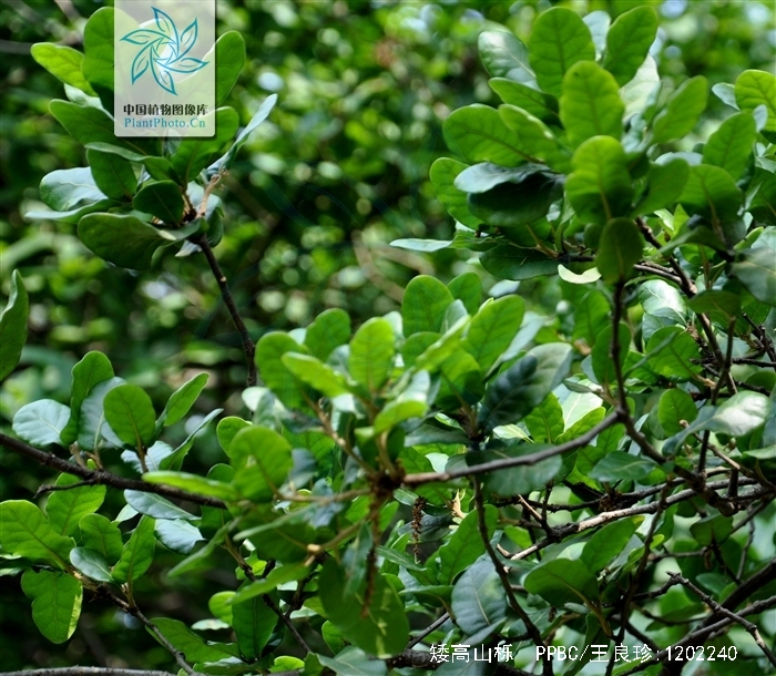  p>矮高山栎(学名:quercus monimotricha)为 a href="#" data-lemmaid