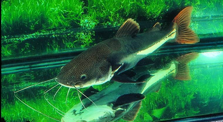  p data-id="tirqmuh3vn9f">红尾鲶是鲤形目鲶科鱼类,又名红尾鸭嘴鱼