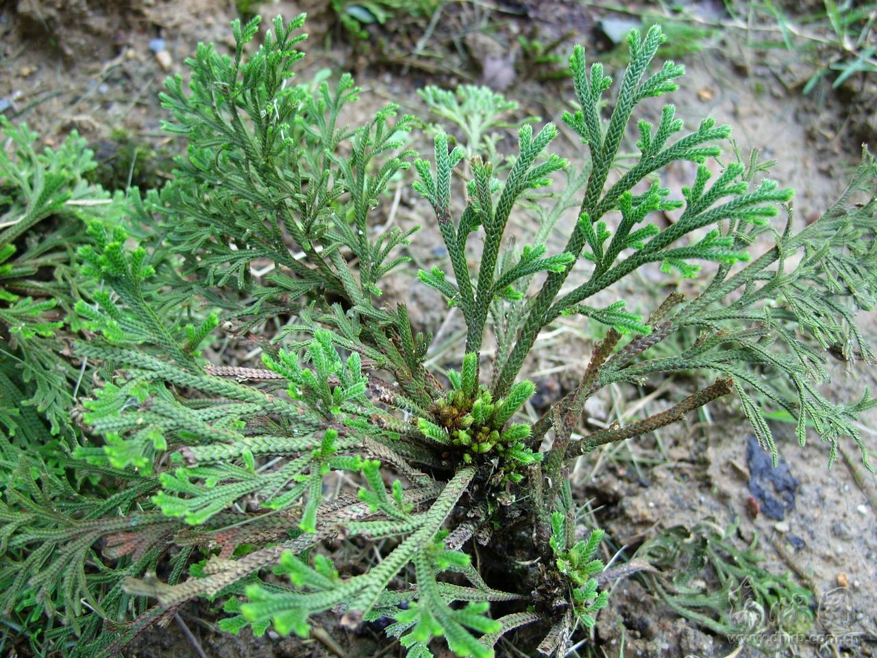  p>小卷柏,茎伏地孽生,柔弱,多回分枝,各分枝处生有细根.