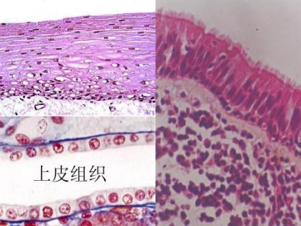 人体四大组织_百度百科