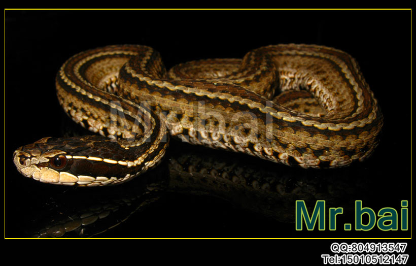  p>短尾蝮(学名: i>gloydius brevicaudus /i>)又称草上飞,地扁蛇