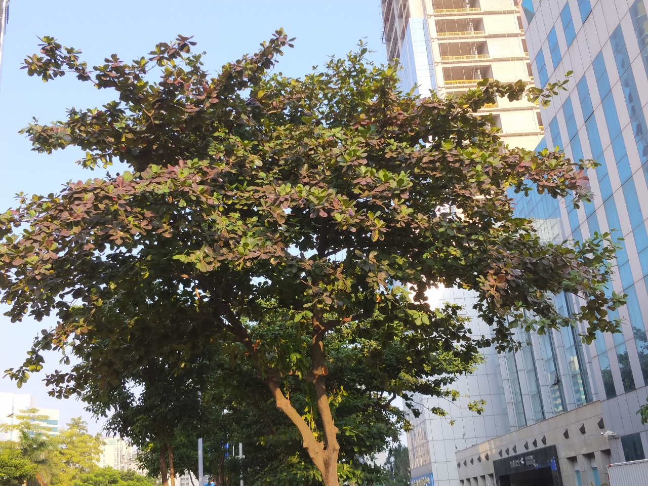 榄仁_百度百科