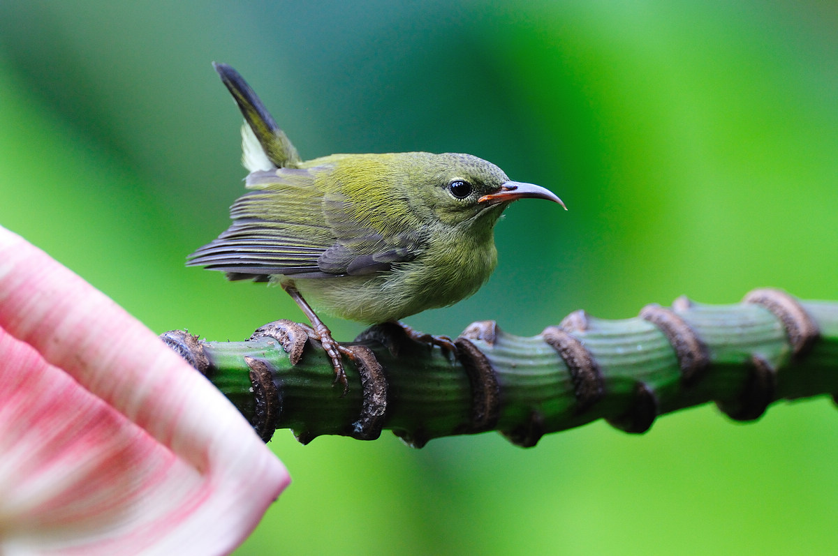鸟科一种体型非常小而纤弱的鸟,体长约9厘米,雄鸟头颈及尾上金属绿色