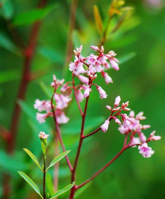 是夹竹桃科罗布麻属亚灌木.