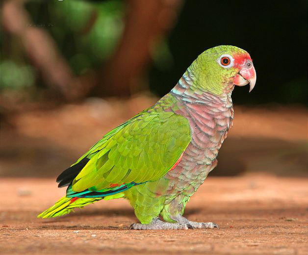  p>红胸亚马逊鹦鹉(学名:amazona vinacea)是典型的 a href="#" data