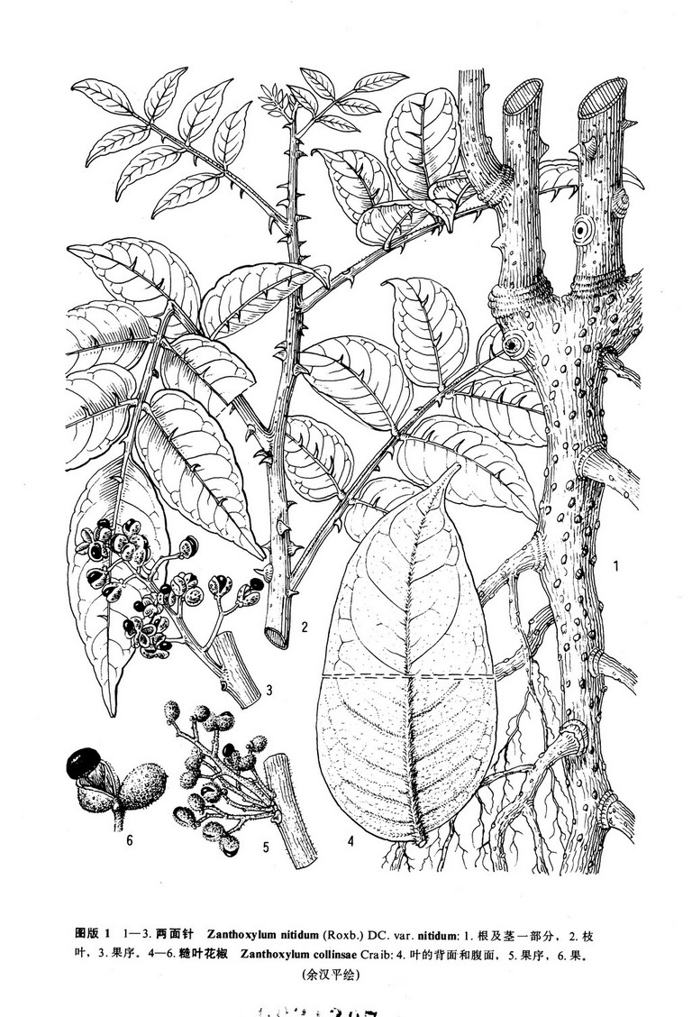 zanthoxylum collinsae craib