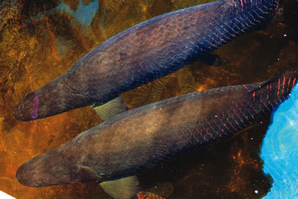 arapaima mapae