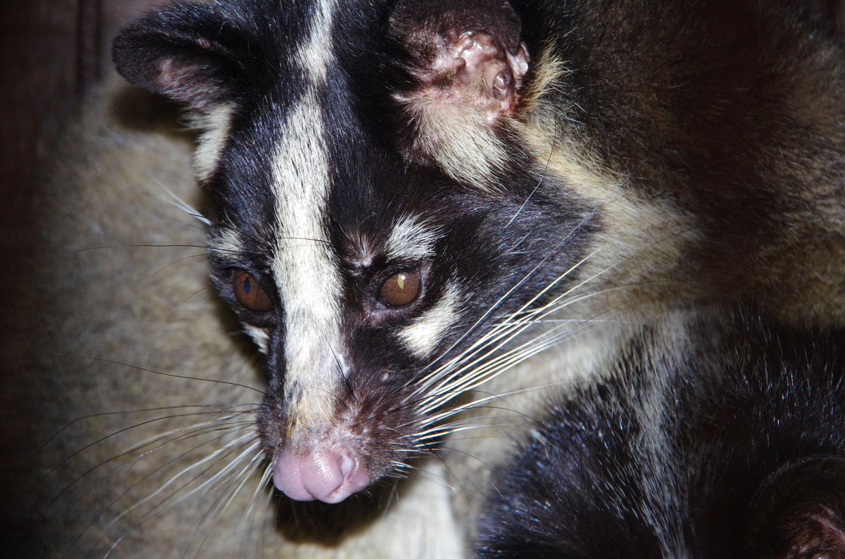 花面狸指名亚种