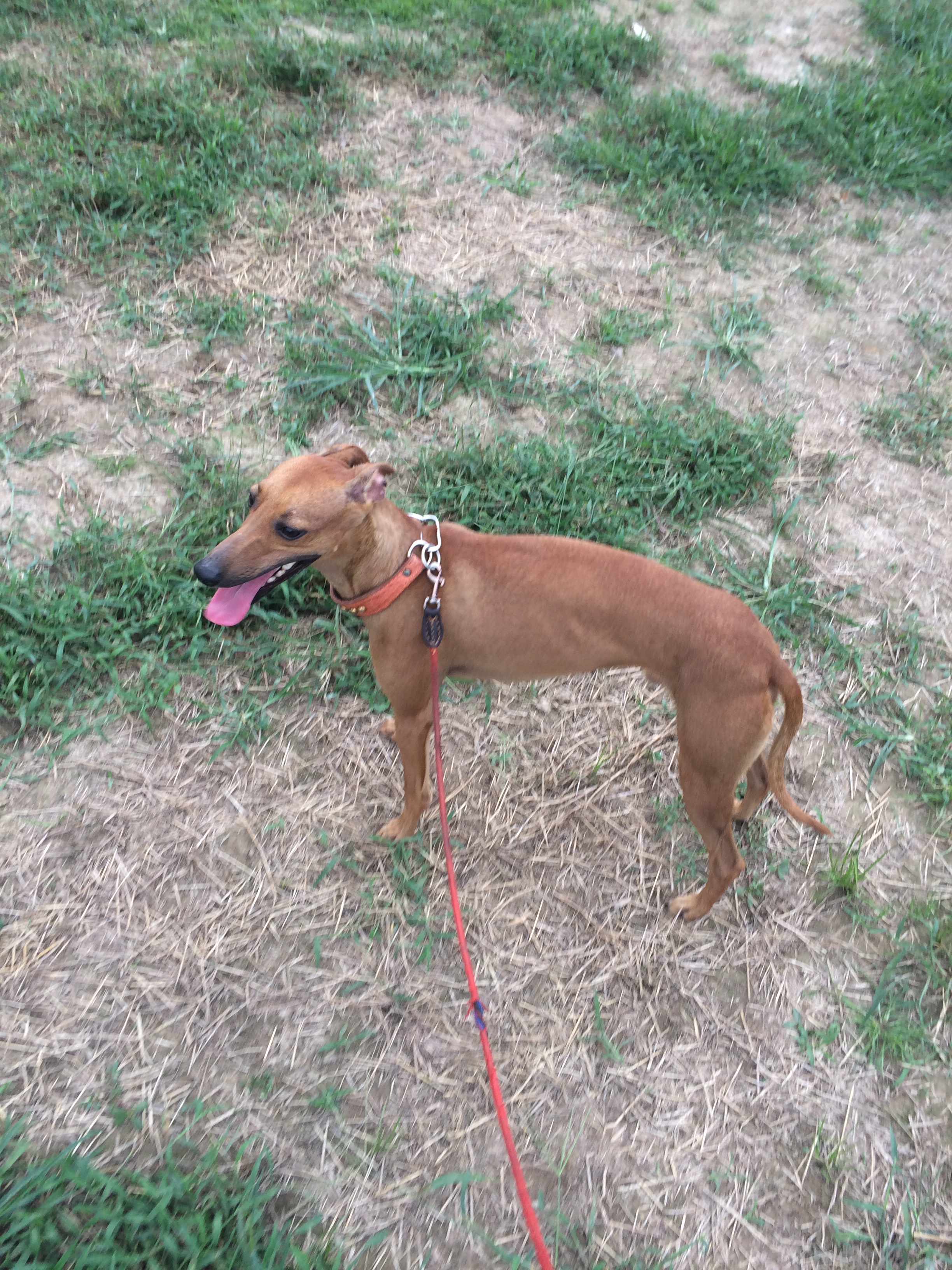  p>格力犬又名灵缇(greyhound),原产于中东地区.