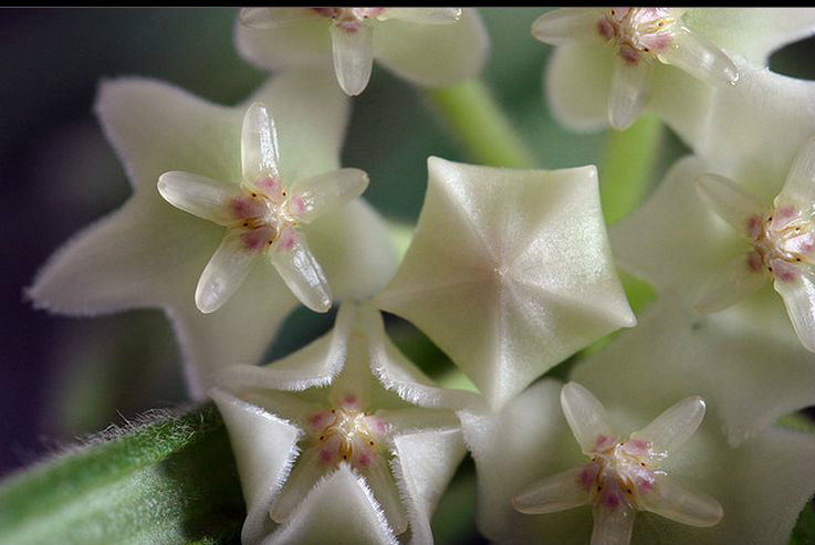  p>线叶球兰(拉丁学名: i>hoya linearis /i> wall.