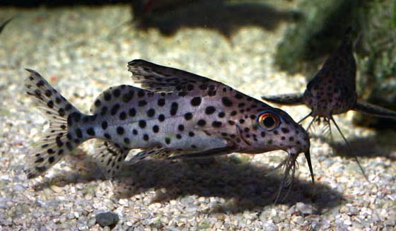 synodontis nigriventris