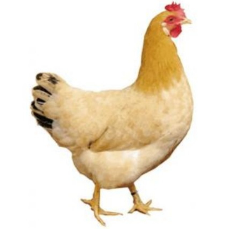 白耳黄鸡