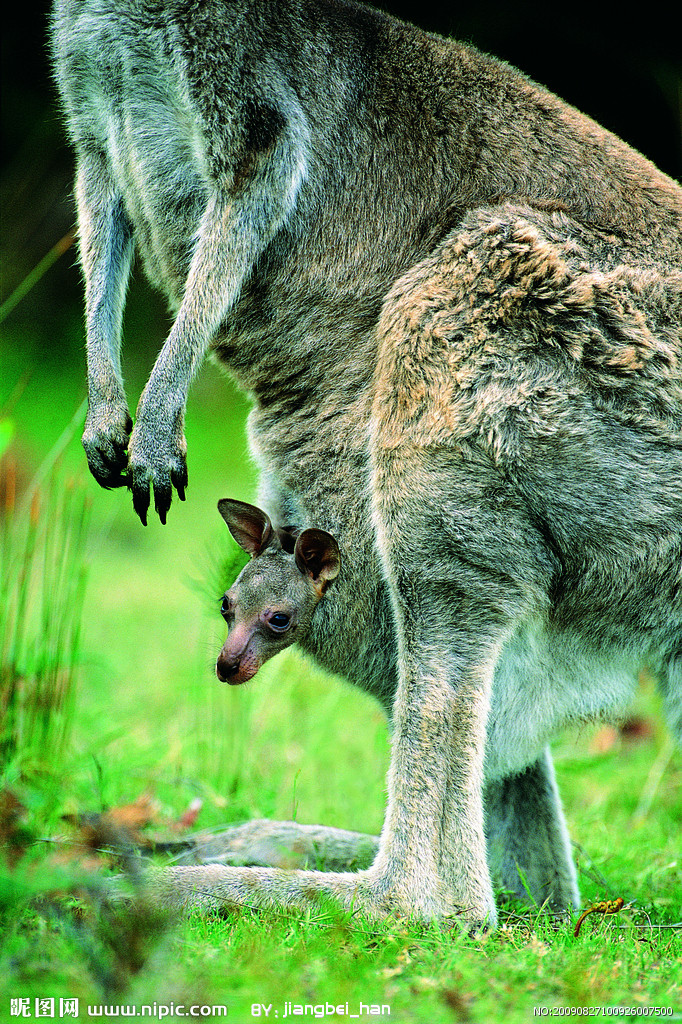 p>短鼻大袋鼠  a href="#">拉丁文 /a>学名:bettongia tropica 分布