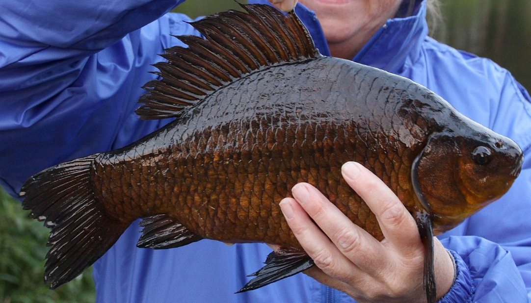  p>黑鲫(学名: i>carassius carassius /i>)是鲤科,鲫属鱼类.