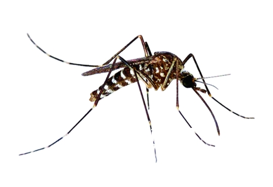 新白纹伊蚊