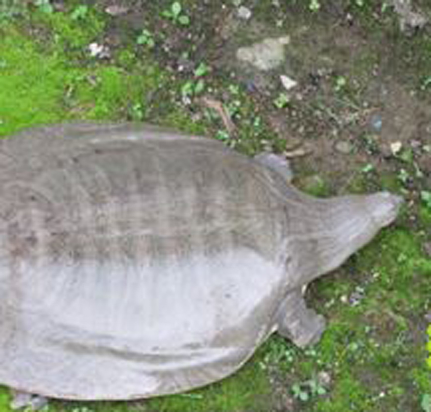  p>印度小头鳖 俗名别名: 纹背鳖 英文名: narrow-headed softshell