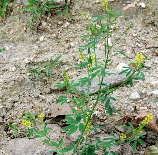  p>辟汗草,中药名.