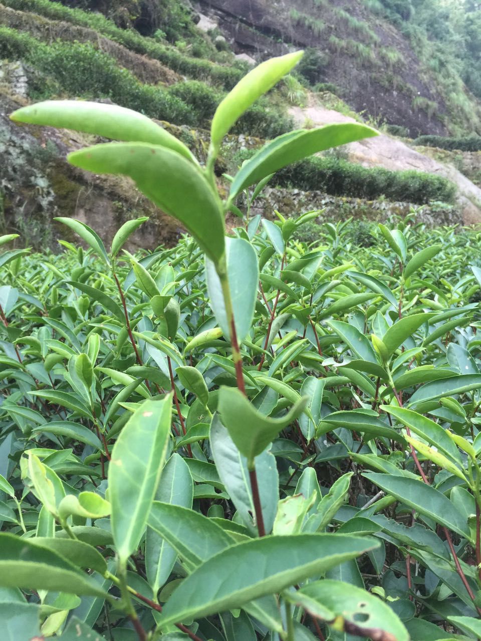 武夷山">武夷山 /a>国家级自然保护区挂墩天然林内的野生生长的茶树