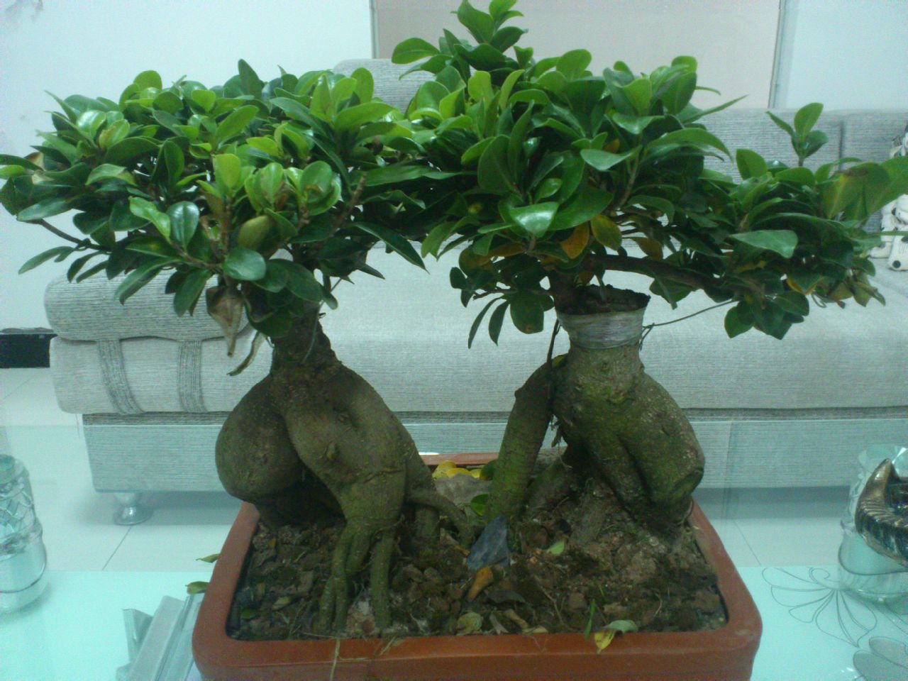  p>人参榕,拉丁文名ficus microcarpa.