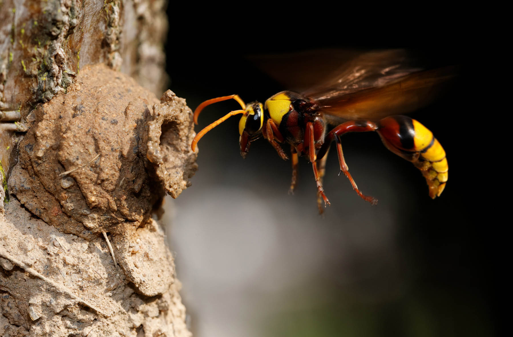  p>昆虫名,为膜翅目,蜾蠃蜂科.分布于湖北等.