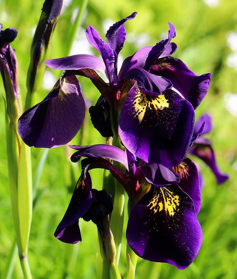 p>金脉鸢尾(学名: i>iris /i>  i>chrysographes /i>  dykes): a