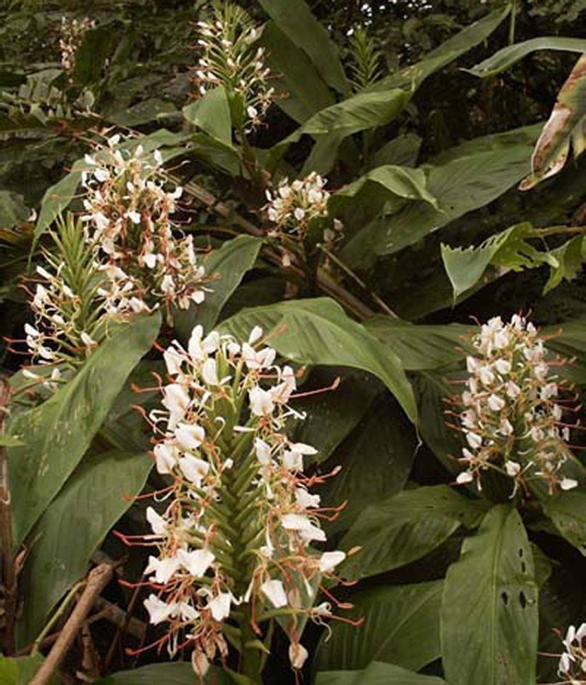  p>毛姜花(学名: i>hedychium villosum /i> wall.